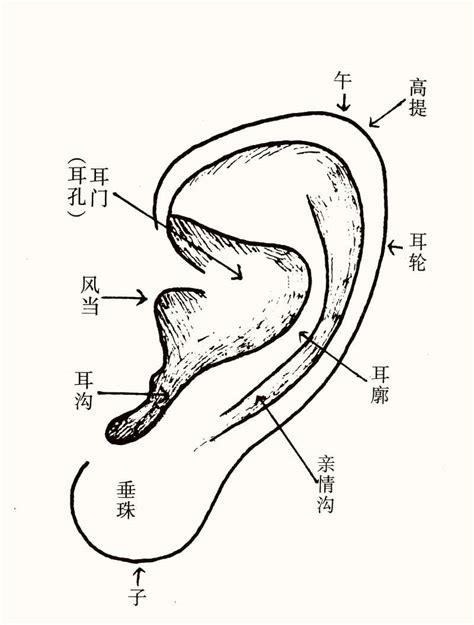 耳相女|十六种耳朵面相图文分析三六风水网